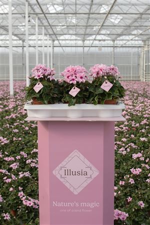 Pink Cyclamen persicum – 10.5cm Pot