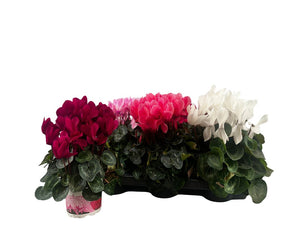 Mixed Large-Flowered Cyclamen persicum – 13cm Pot