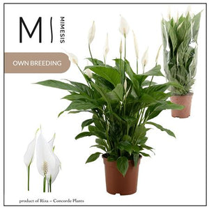 Peace Lily ‘Vivaldi’ (Spathiphyllum) – 17cm Pot