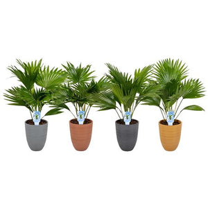 Livistona Rotundifolia Fan Palm – 14cm Ceramic Pot