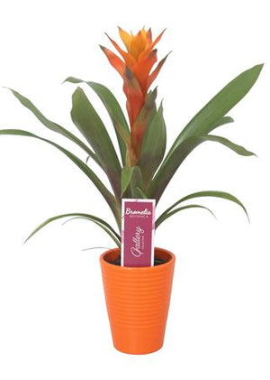 Guzmania Bromeliad – Orange Ribbed Ceramic Pot, 11cm