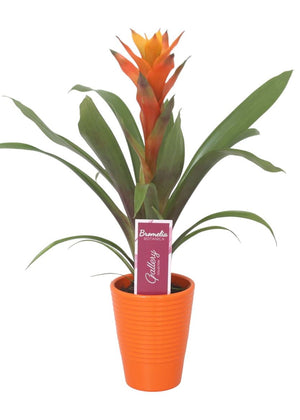 Guzmania Bromeliad – Orange Ribbed Ceramic Pot, 11cm