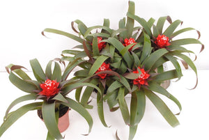 Guzmania 'Priscilla' Bromeliad – 9cm Pot