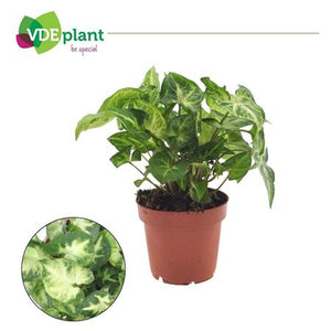Syngonium Pixie Arrowhead Plant – 12cm Pot