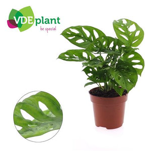 Swiss Cheese Plant (Monstera adansonii) – 12cm Pot