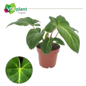 Adelonema crinipes Houseplant – 12cm Pot