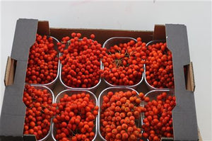 Mixed Ornamental Fruit Stems – Yellow Fruit Selection