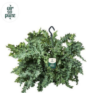 Blue Star Fern (Phlebodium) – 20cm Hanging Pot