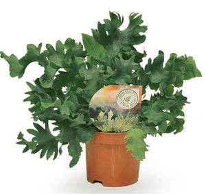 Blue Star Fern (Phlebodium) – 9cm Pot