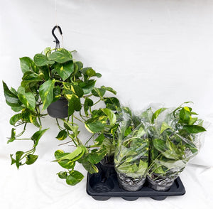 Golden Pothos (Epipremnum aureum) – 17cm Pot