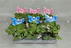 Oxalis triangularis – 11.5cm Pot, Approx. 25cm High