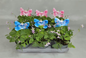 Oxalis triangularis – 11.5cm Pot, Approx. 25cm High