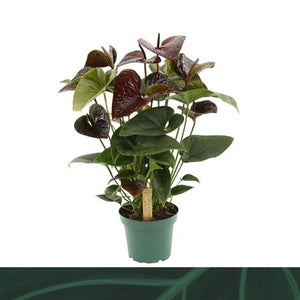 Brown Anthurium Houseplant – 14cm Pot, 50cm Tall