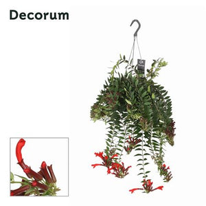 Aeschynanthus ‘Caroline’ – 17cm Pot