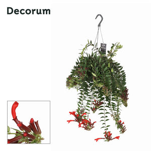 Aeschynanthus ‘Caroline’ – 17cm Pot