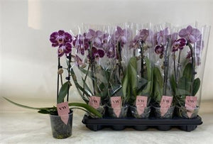 Dark Red Phalaenopsis Orchid – 12cm Pot