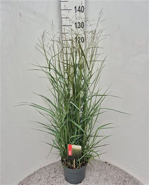 Switch Grass (Panicum virgatum) – 26cm Pot
