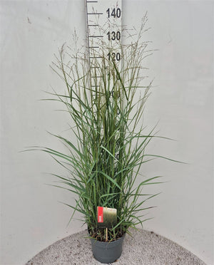 Switch Grass (Panicum virgatum) – 26cm Pot