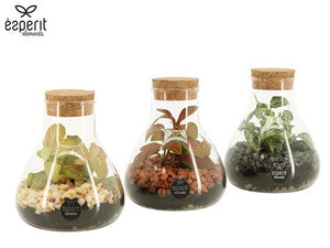 Terrarium Plant Arrangement – 10cm Glass Pot