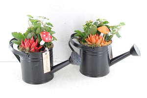 Indoor Plant Arrangement with Black Zinc Watering Can – 30cm