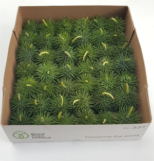Ornamental Cucumis Hirsutus – Green Fruits