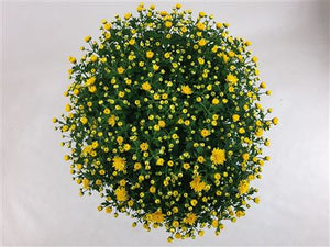 Dark Yellow Chrysanthemum – 19cm Pot, 40cm High
