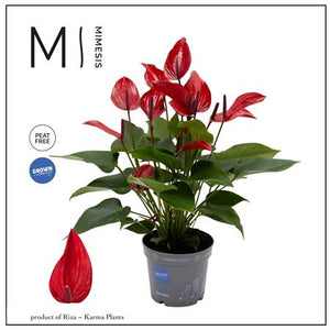 Red Anthurium Flamingo Flower – 12cm Pot, 44cm High