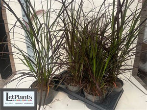 Red Fountain Grass (Pennisetum advena 'Rubrum') – 17cm Pot
