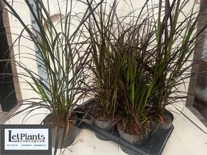 Red Fountain Grass (Pennisetum advena 'Rubrum') – 17cm Pot