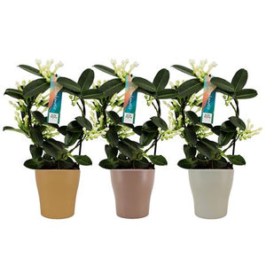 White Stephanotis Flowering Plant – 13cm Ceramic Pot