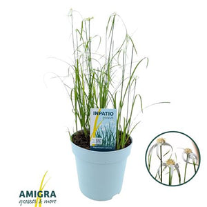 White Star Grass (Rhynchospora colorata) – 17cm Pot