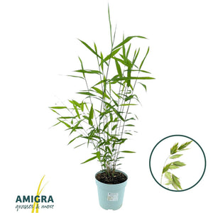 Northern Sea Oats (Chasmanthium latifolium) – 17cm Pot