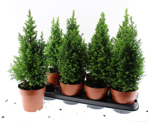 Chamaecyparis ‘Top Point’ – 13cm Pot, 45cm High