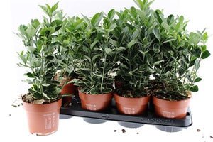 Silver Queen Euonymus ‘Silver Simon’ – 13cm Pot