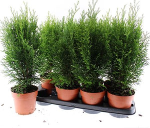Emerald Green Thuja occidentalis ‘Smaragd’ – 13cm Pot