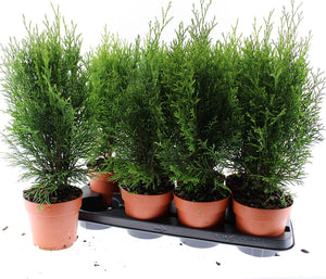 Emerald Green Thuja occidentalis ‘Smaragd’ – 13cm Pot