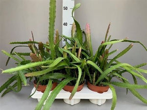 Epiphyllum Red Tip Cactus – 12cm Pot
