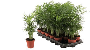 Parlour Palm (Chamaedorea elegans) – 9cm Pot