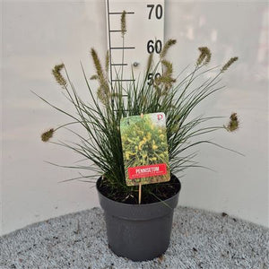 Little Bunny Fountain Grass (Pennisetum) – 26cm Pot