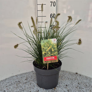 Little Bunny Fountain Grass (Pennisetum) – 26cm Pot