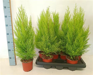 Goldcrest Cypress ‘Wilma’ (Cupressus macrocarpa) – 14cm Pot
