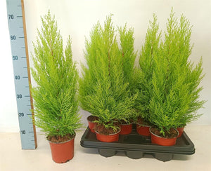 Goldcrest Cypress ‘Wilma’ (Cupressus macrocarpa) – 14cm Pot