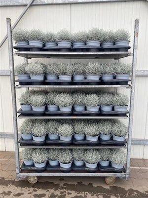 Cushion Bush (Leucophyta brownii) – 17cm Pot
