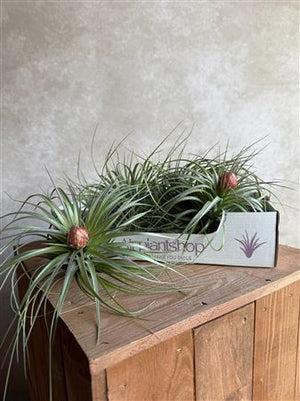 Tillandsia Cotton Candy Air Plant