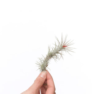 Tillandsia Funckiana Air Plant