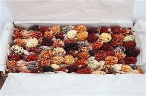 Mixed Zea Mays Ornamental Grass