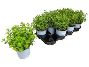 Common Oregano (Origanum vulgare) – 14cm Pot