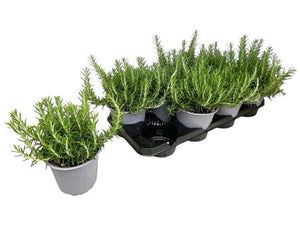 Trailing Rosemary (Rosmarinus officinalis) – 14cm Pot