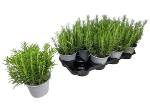 Rosemary (Rosmarinus officinalis) – 14cm Pot