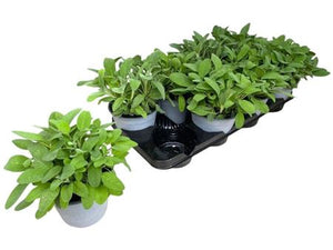 Common Sage (Salvia officinalis) – 14cm Pot